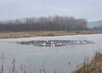 Focar de gripă aviară la mai multe lebede găsite moarte pe un lac în județul Vaslui