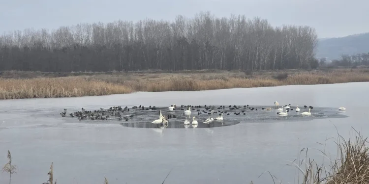 Focar de gripă aviară la mai multe lebede găsite moarte pe un lac în județul Vaslui