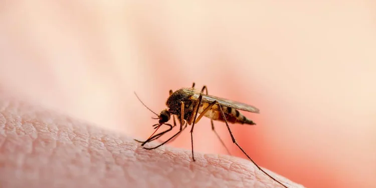 Alertă sanitară: trei copii suspecți de malarie după o călătorie în Africa