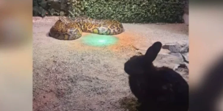 Reacția reprezentanților Zoo Sibiu după ce un iepure viu a fost dat hrană unui piton, în fața vizitatorilor